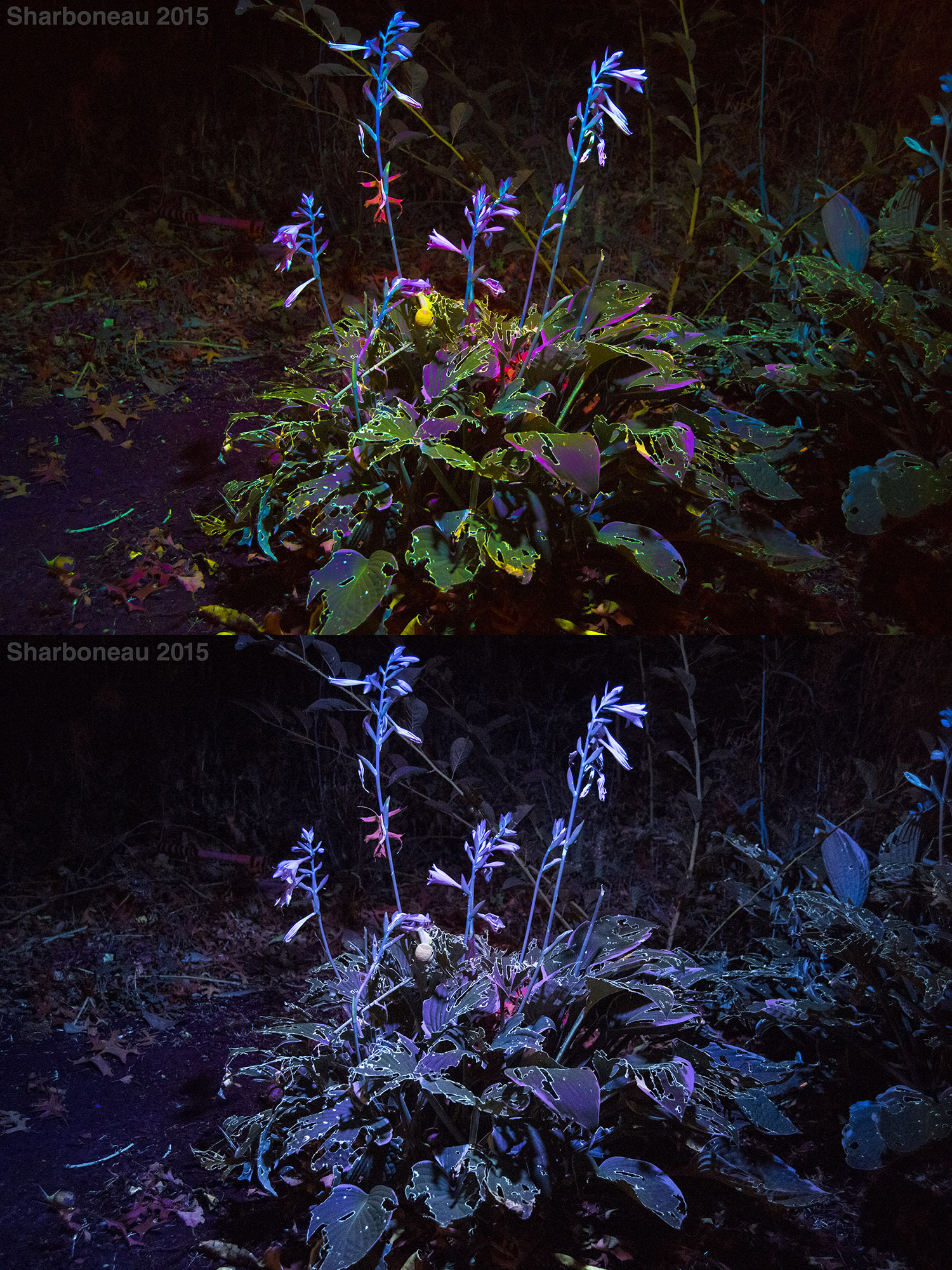 Here are two photographs showing two different white balance standards I use. The top image has a warmer custom white balance (~10,000K), while the bottom image has the white balance set to Daylight (~5,00K). 